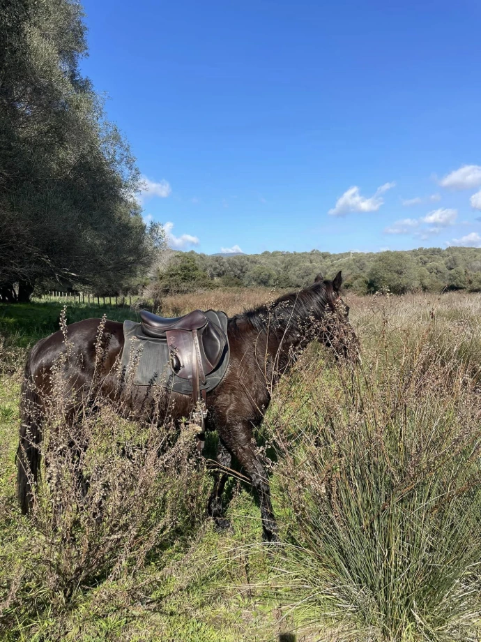 Randonée à cheval en Corse du Sud