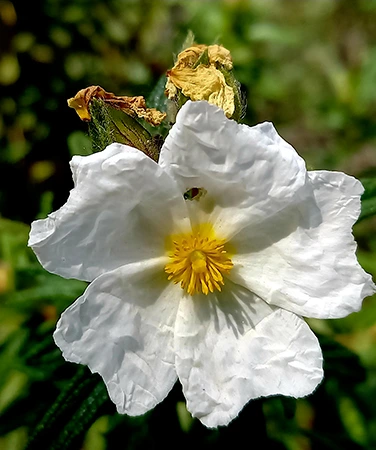 fleurs corse
