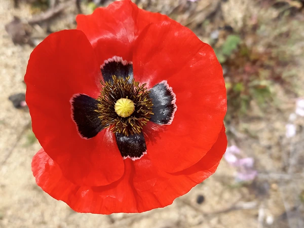 fleur nature corse
