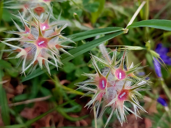 les fleurs du littoral Corse
